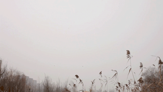 冬天湖边枯萎的芦苇GIF图片素材免费下载