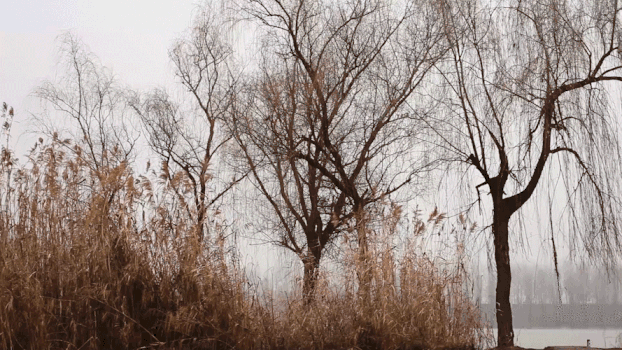 湖边枯萎的芦苇GIF图片素材免费下载