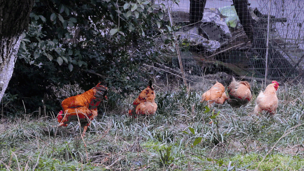 实拍一群鸡找食GIF图片素材免费下载
