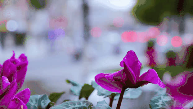 街道花朵GIF图片素材免费下载