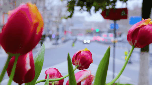 公路上的花朵GIF图片素材免费下载