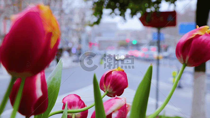 公路上的花朵GIF图片素材免费下载