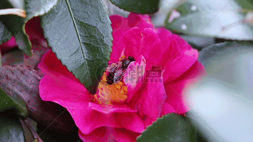 蜜蜂采蜜授粉过程GIF图片素材免费下载