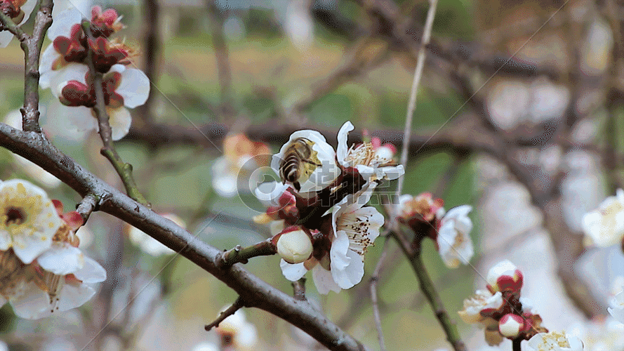 蜜蜂在梅花采蜜GIF图片素材免费下载