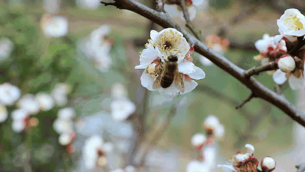 蜜蜂白梅GIF图片素材免费下载