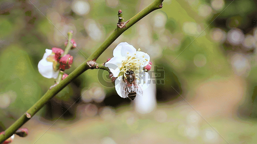 蜜蜂采蜜GIF图片素材免费下载