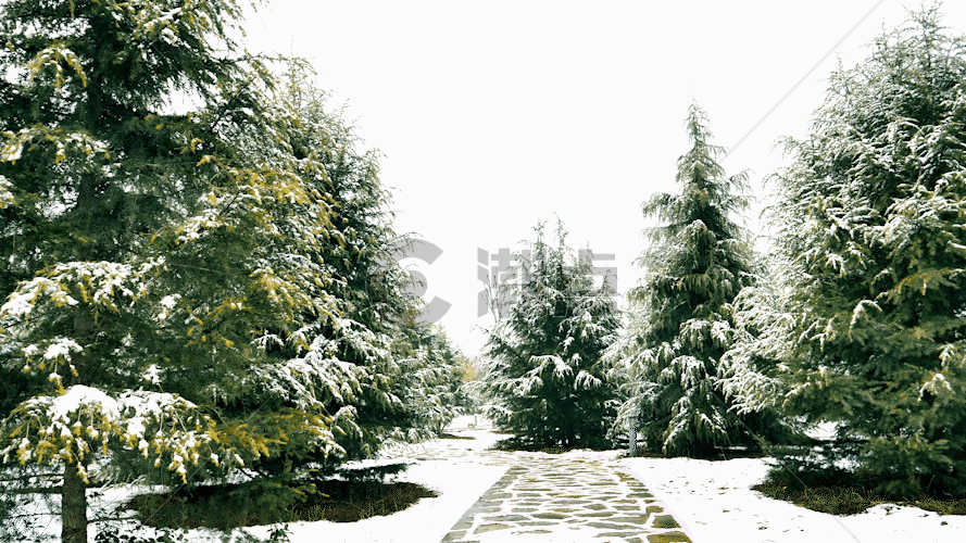 雪景松树GIF图片素材免费下载