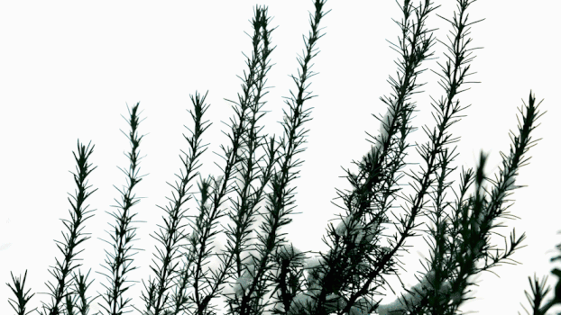 冬天松树GIF图片素材免费下载