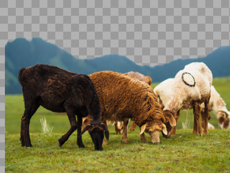 三个颜色的卷毛羊图片素材免费下载