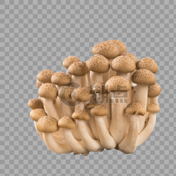 菌类食材蟹味菇图片素材免费下载