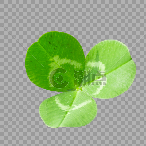 绿色植物三叶草图片素材免费下载