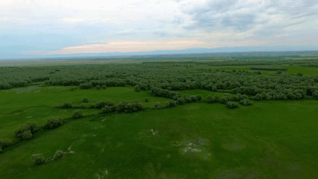 新疆航拍原始森林草原GIF图片素材免费下载