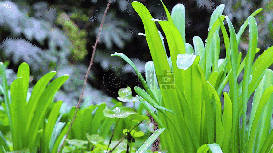实拍清新自然绿色植物GIF图片素材免费下载