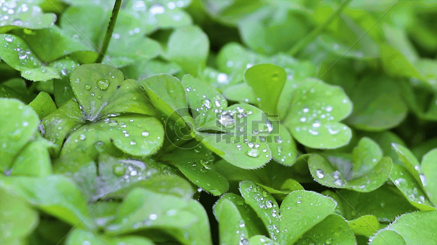 绿色植物GIF图片素材免费下载