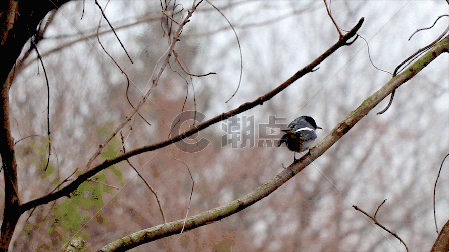 树枝上的小鸟GIF图片素材免费下载