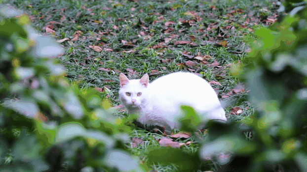 草坪上的猫GIF图片素材免费下载