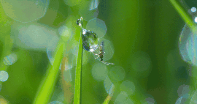 清晨的露珠水滴小昆虫GIF图片素材免费下载