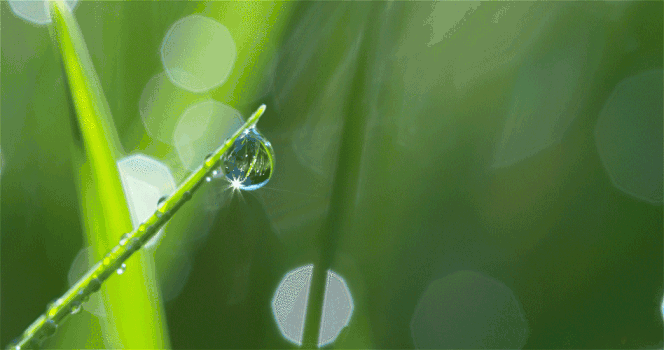 绿叶露珠水滴GIF图片素材免费下载