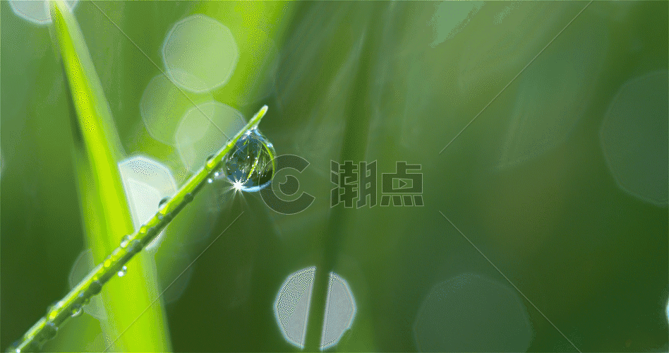 绿叶露珠水滴GIF图片素材免费下载