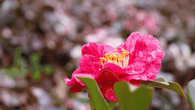 美丽的花朵GIF图片素材免费下载