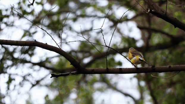 美丽的黄胸鹀鸟GIF图片素材免费下载