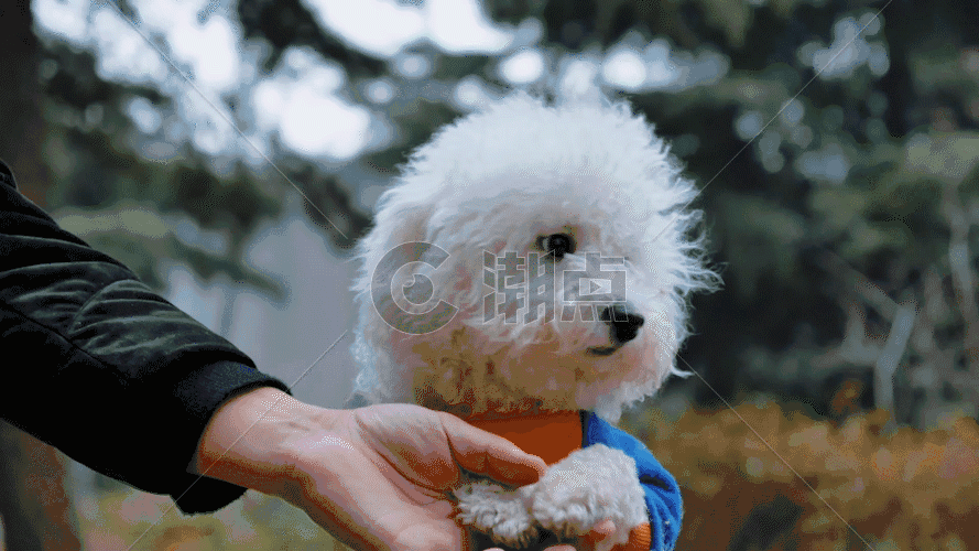 小狗的视频素材GIF图片素材免费下载