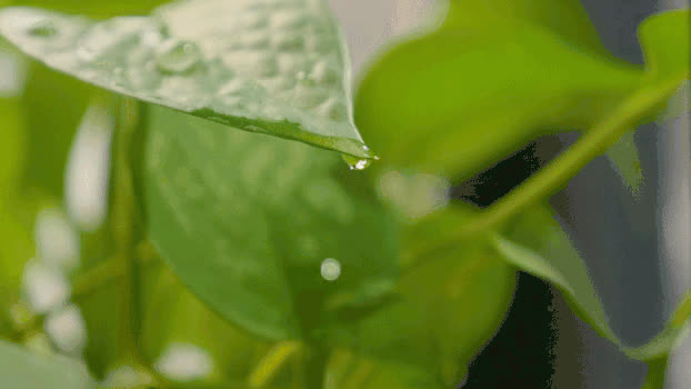 绿萝-绿叶水滴滴落实拍GIF图片素材免费下载