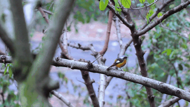 黑嘴黄胸鹀鸟GIF图片素材免费下载