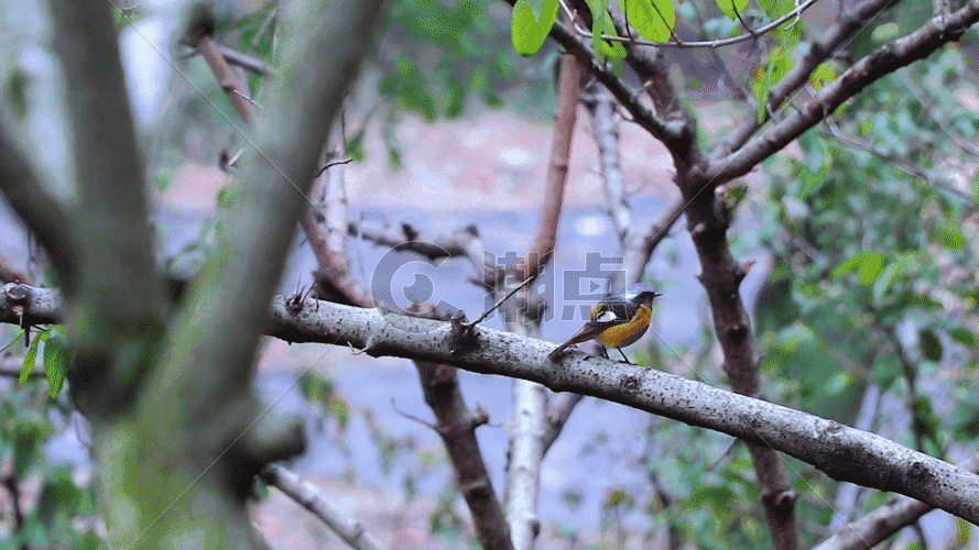 黑嘴黄胸鹀鸟GIF图片素材免费下载