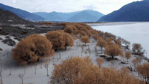 西藏尼洋河高清航拍原始GIF图片素材免费下载