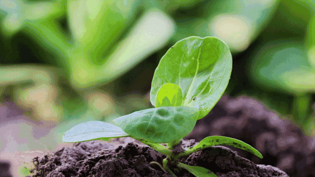 植物嫩芽GIF图片素材免费下载
