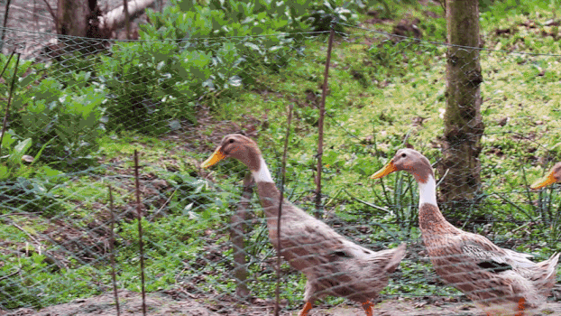 实拍农村散养鸡鸭鹅GIF图片素材免费下载