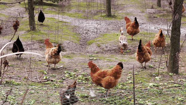 农村散养鸡GIF图片素材免费下载