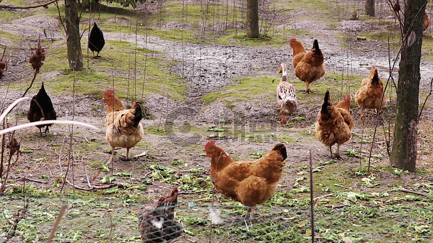 农村散养鸡GIF图片素材免费下载