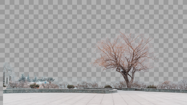 冬季枯树图片素材免费下载