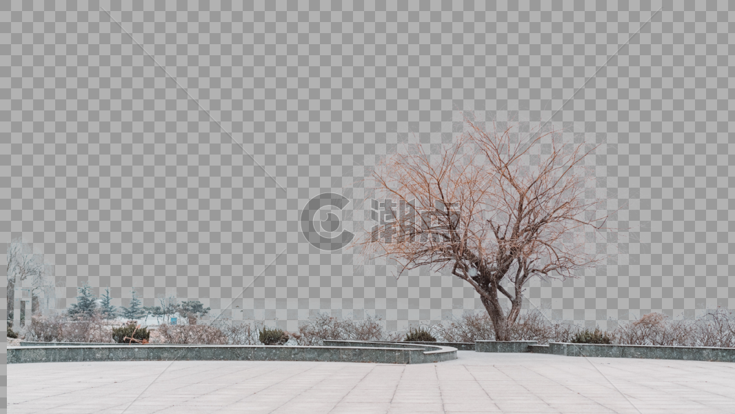 冬季枯树图片素材免费下载