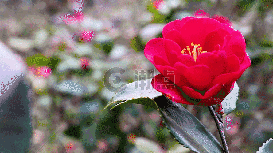 红花GIF图片素材免费下载