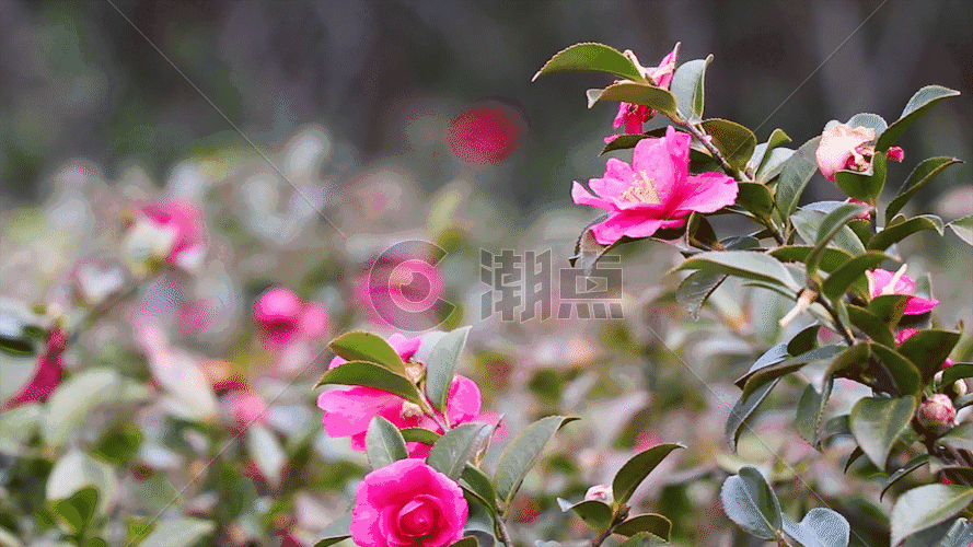 红茶花GIF图片素材免费下载