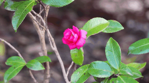 花卉GIF图片素材免费下载