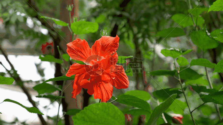 红花卉GIF图片素材免费下载
