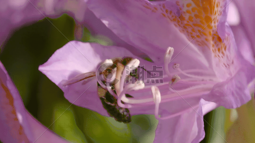蜜蜂采蜜授粉特写镜头GIF图片素材免费下载