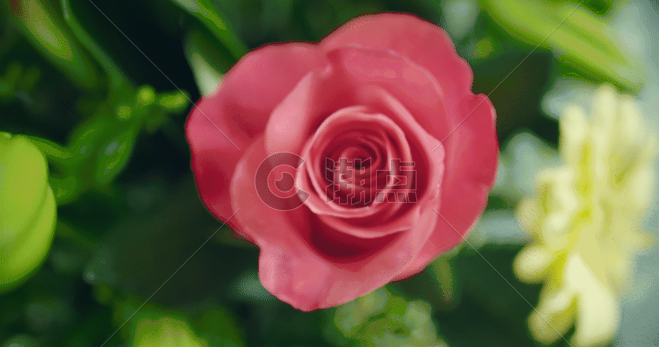 实物拍摄粉色玫瑰花GIF图片素材免费下载