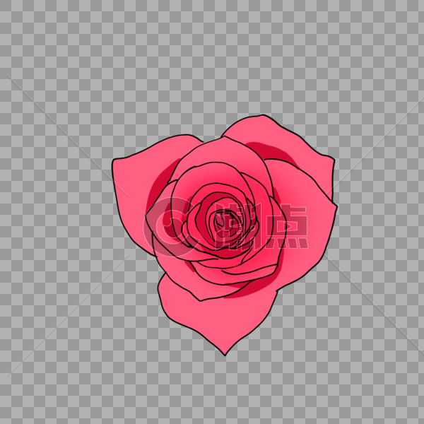 鲜艳的粉色玫瑰花图片素材免费下载