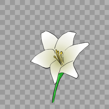 鲜艳的白色花朵图片素材免费下载