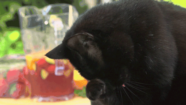 黑猫舔脚慢动作GIF图片素材免费下载