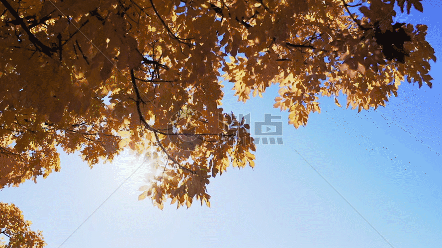 金黄色的树叶传穿透阳光GIF图片素材免费下载
