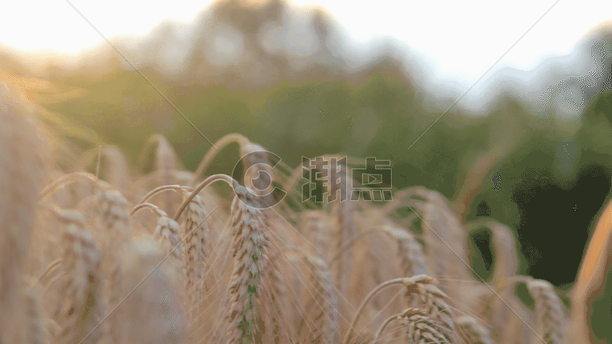 秋天丰收的金色稻谷GIF图片素材免费下载
