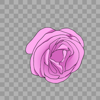 鲜艳的深粉色玫瑰花图片素材免费下载