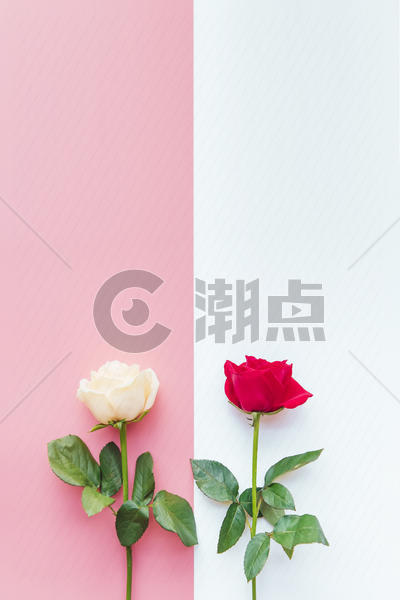 小清新玫瑰背景图片素材免费下载