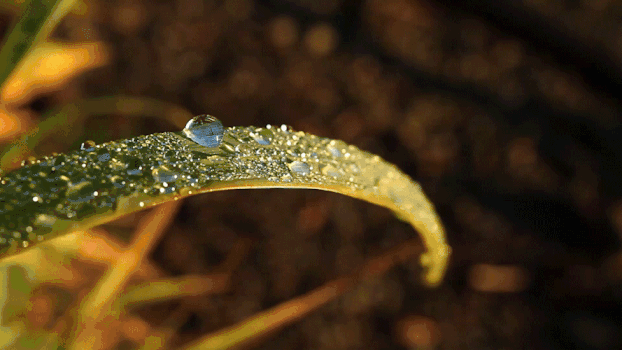 清晨树叶上的露珠水滴GIF图片素材免费下载